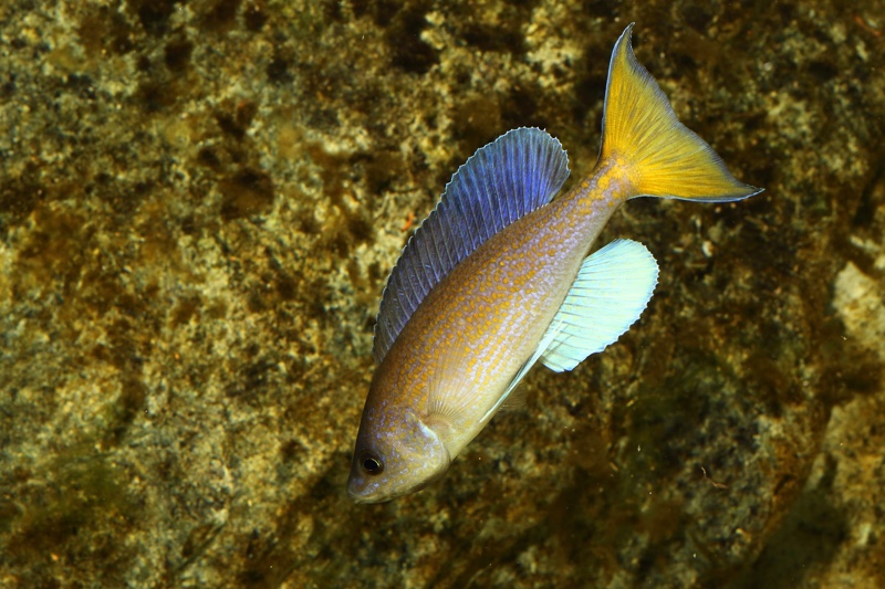 Cyprichromis pavo 'Katete'